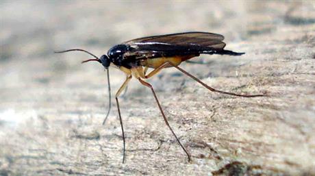Sciard and shore flies: Avoiding damage caused by sciarid and shore flies